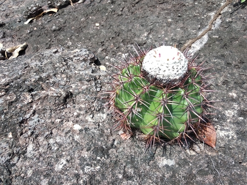 Melocactus mazelianus