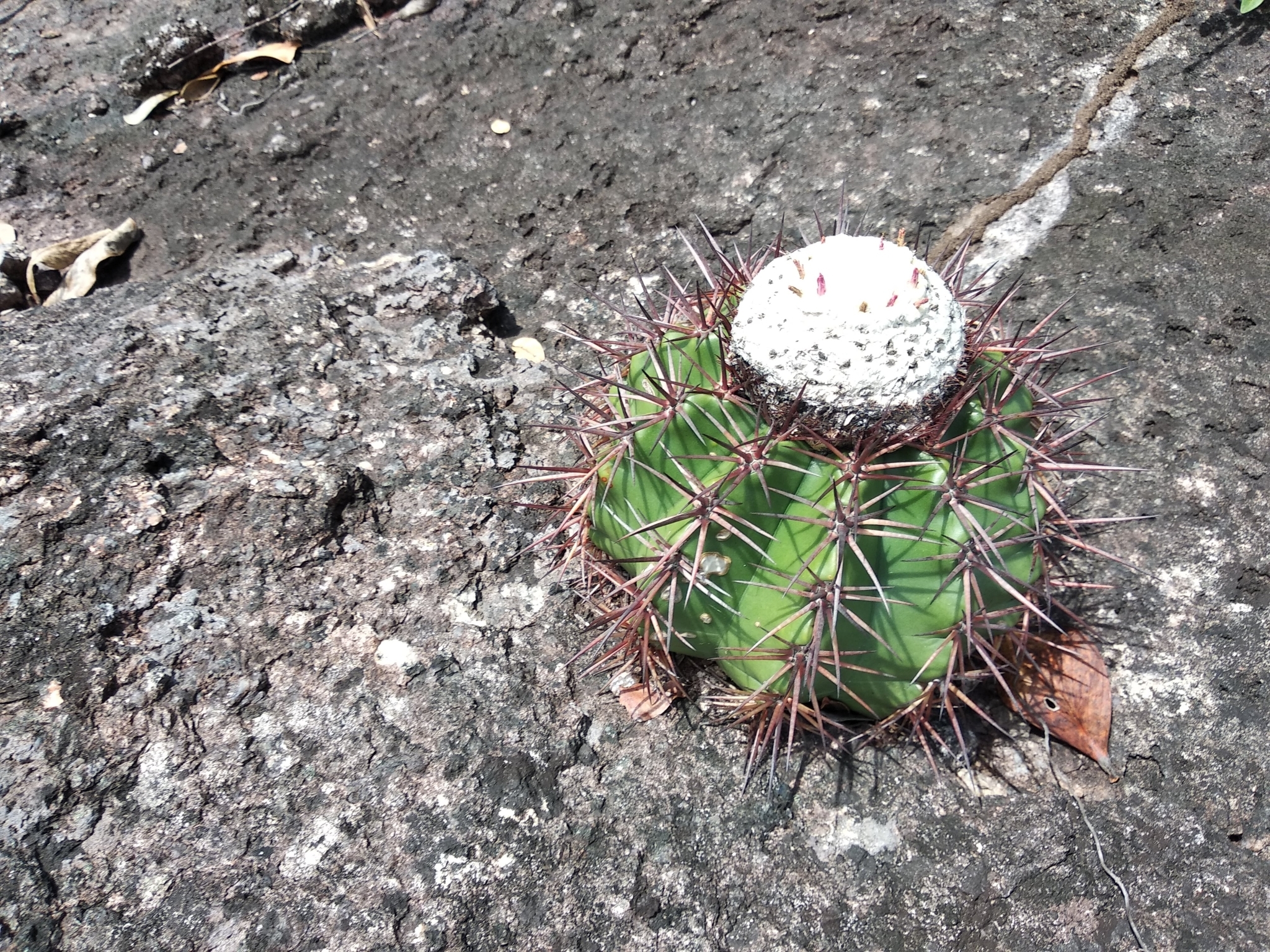Melocactus mazelianus