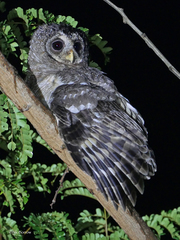 African Wood Owl photo 1