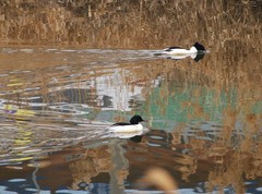 Mergus merganser