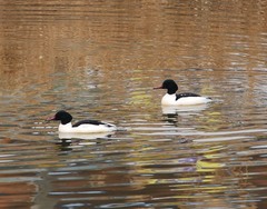Mergus merganser