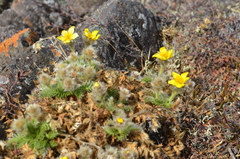 Geum glaciale