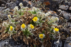 Geum glaciale