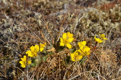 Geum glaciale