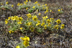 Geum glaciale