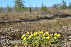 Geum glaciale