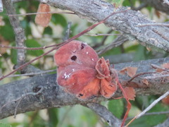Eriosoma lanuginosum