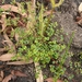 Bossiaea lenticularis - Photo (c) Roger Lembit, μερικά δικαιώματα διατηρούνται (CC BY-NC), uploaded by Roger Lembit