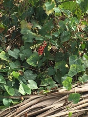 Rivina humilis