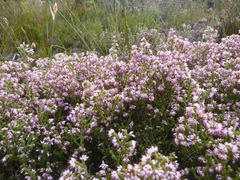 Erica ericoides