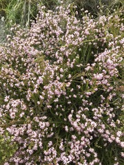 Erica ericoides