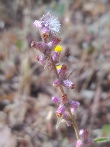Clustered Blumea (Blumea fistulosa)