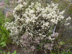 Erica ericoides