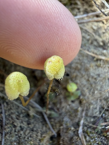Palmer's asterella (Asterellopsis palmeri)