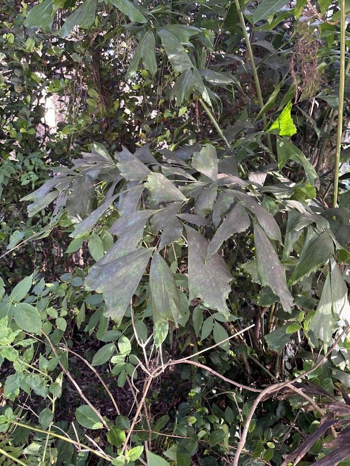 Burmese Fishtail Palm (Caryota mitis)