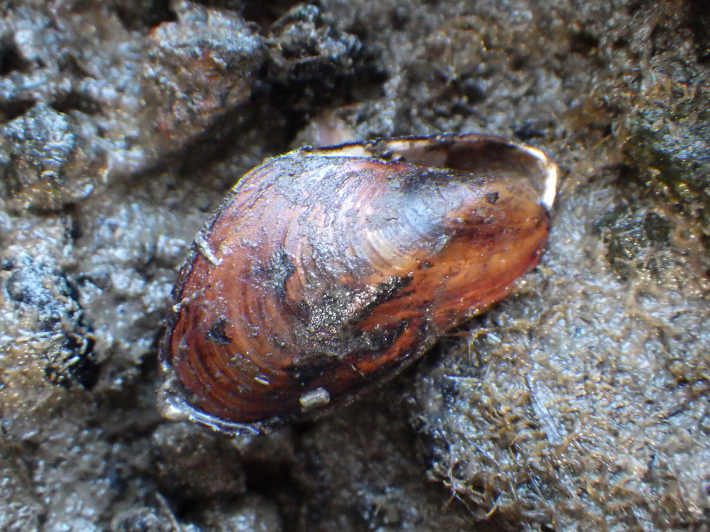 Axe Head Mussel, Pygmy Mussel, Little brown mussel