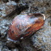 Brackish Water Mussel - Photo (c) Saryu Mae, some rights reserved (CC BY), uploaded by Saryu Mae