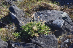 Geum glaciale