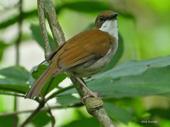 Chamaetylas choloensis