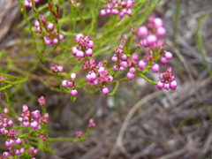 Erica rhopalantha