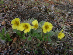 Geum glaciale