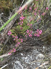 Erica rhopalantha