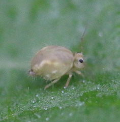Sminthuridae