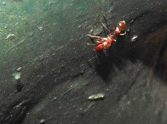Myrmarachne formosana