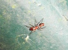 Myrmarachne formosana