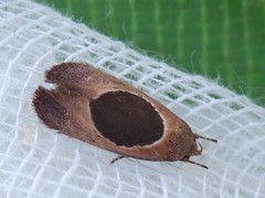 Hoplomorpha abalienella