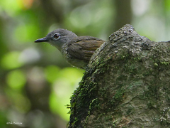 Phyllastrephus flavostriatus