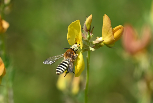 Meganomia gigas