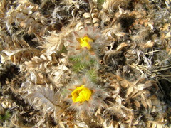 Geum glaciale