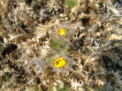 Geum glaciale