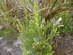 Erica serrata