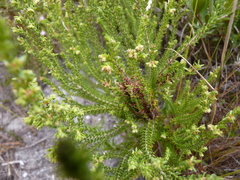 Erica serrata