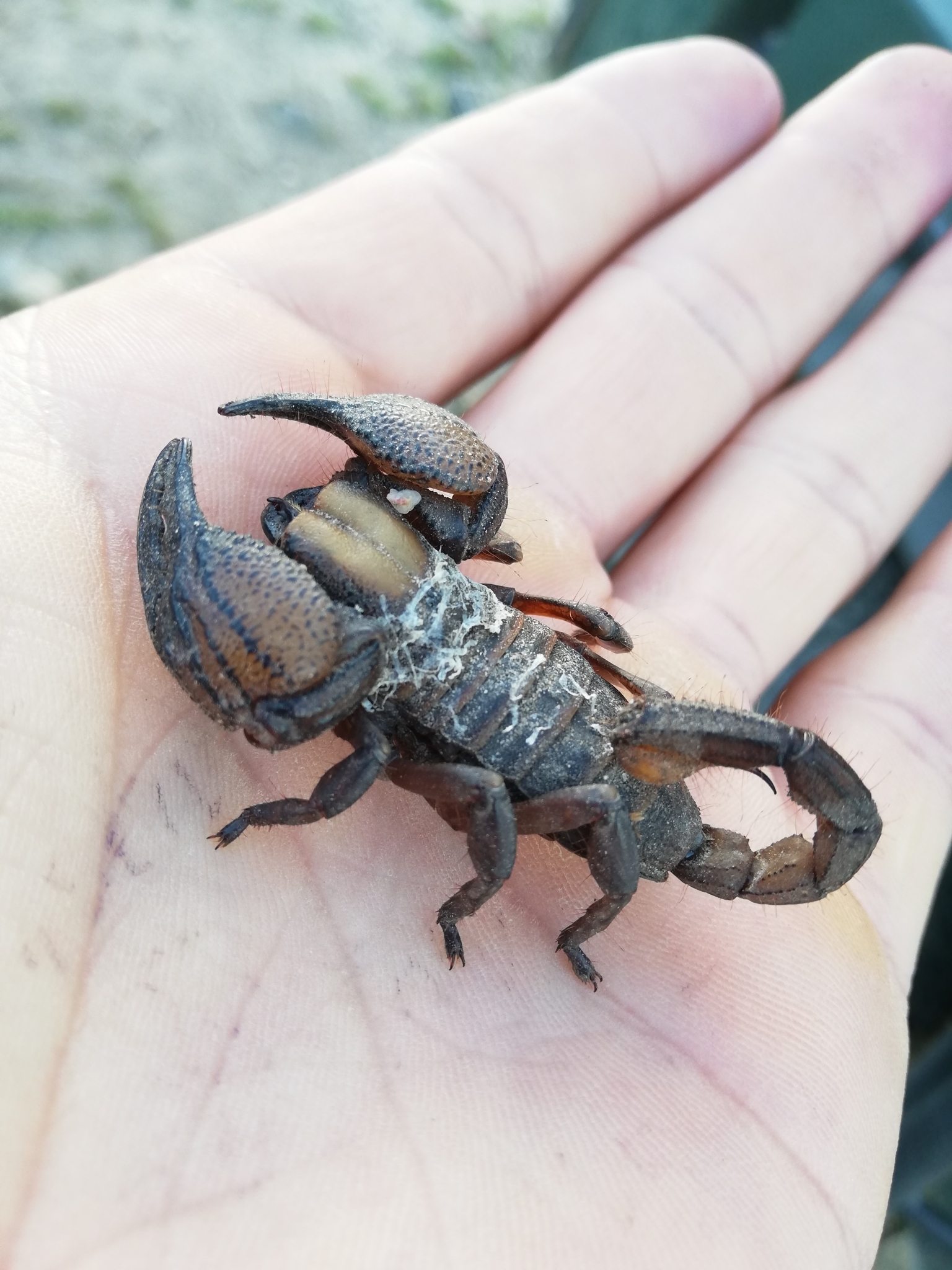 rosy monster ロージーモンスター コンコンベスト rosymonster ロージーモンスター☆コンコンベスト konkonvest