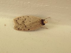 Eulechria convictella