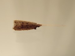 Lecithocera imprudens