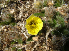 Geum glaciale