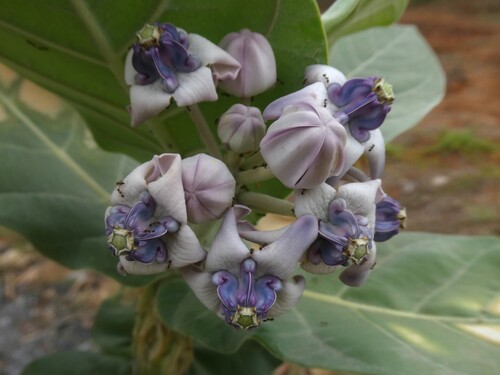 crown flower