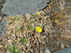 Geum glaciale