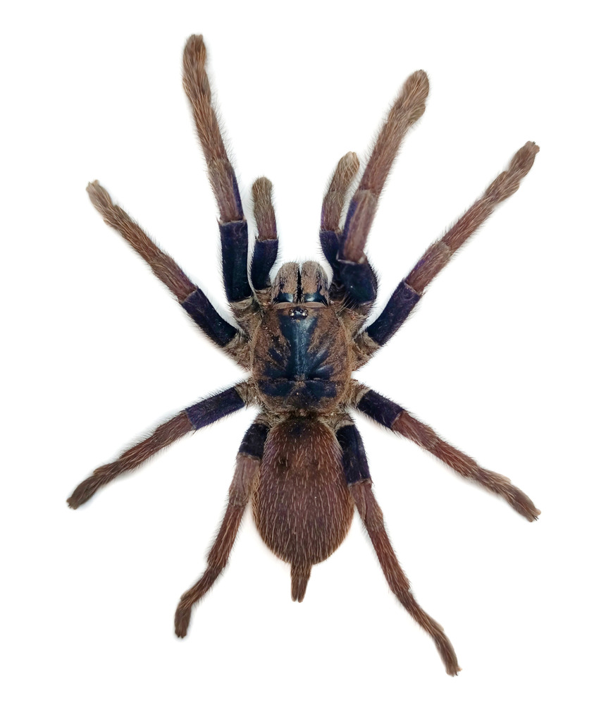Selenobrachys ustromsupasius