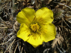 Geum glaciale