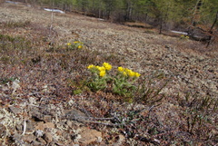 Geum glaciale