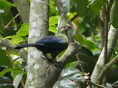 Livingstone's Turaco photo 4