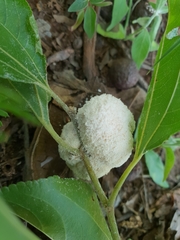 Coniodictyum chevalieri