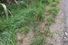 Juncus australis