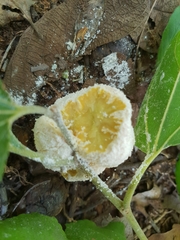 Coniodictyum chevalieri