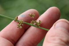 Juncus australis